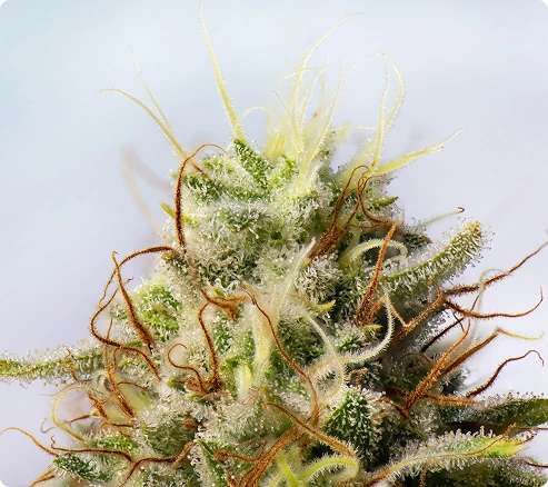 cannabis